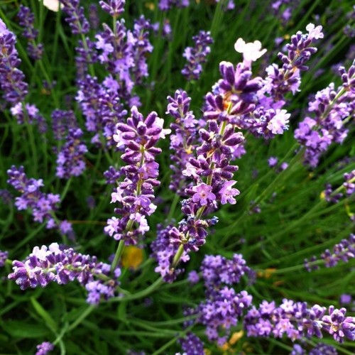 Lavandula angustifolia 'Vienco® Purple' - Tähklavendel 'Vienco® Purple'
